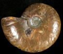 Flashy Red Iridescent Ammonite - Wide #10340-1